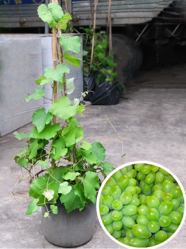 Cây Nho Xanh Ninh Thuận