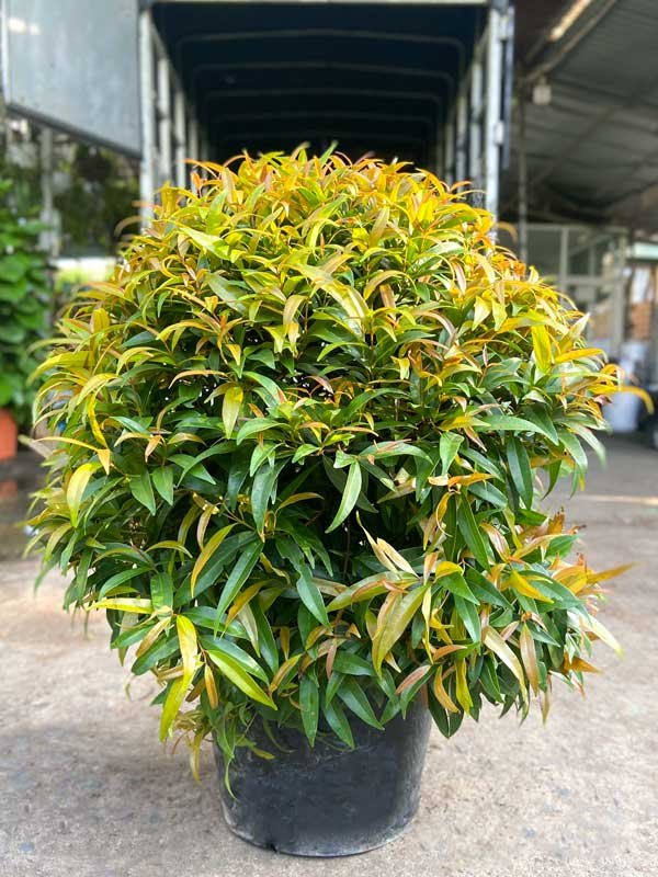 Cây Hồng Lộc Col Tròn