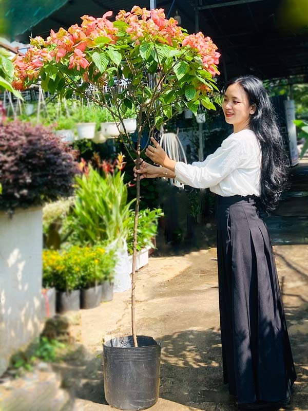 Cây Bướm Hồng 1 Cốt