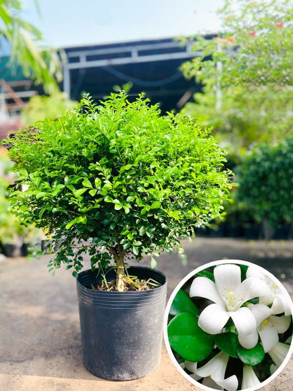 Cây Nguyệt Quế Col Tròn
