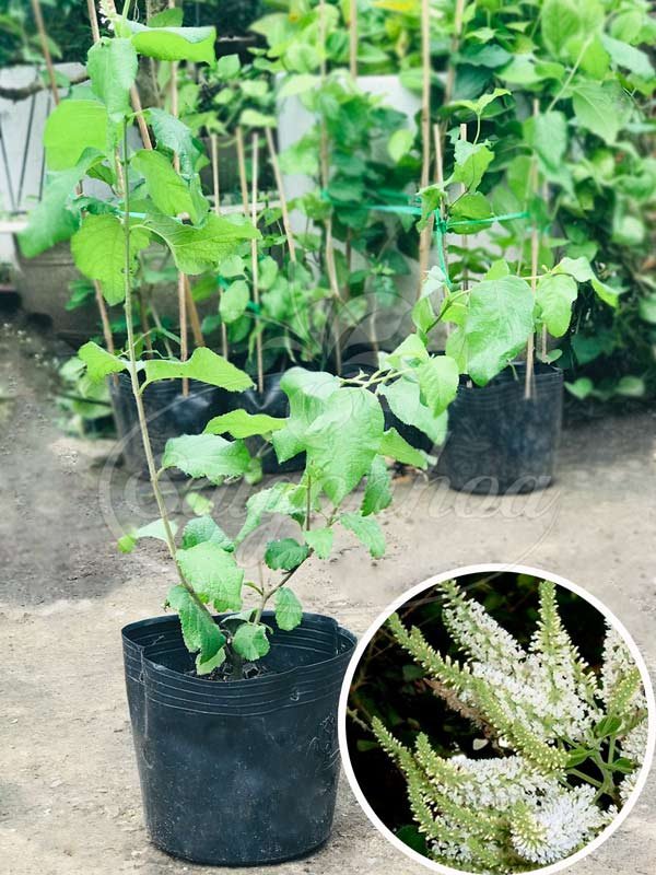 Cây Bạch Trầm Hương