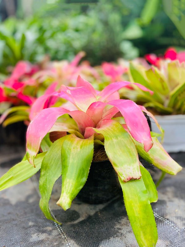 Cây Dứa Màu Nam Mỹ