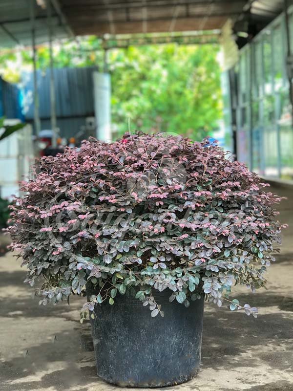 Cây Hồng Phụng Col Tròn
