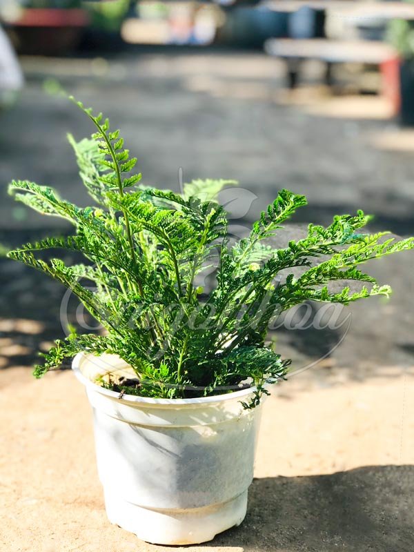 Cây Dương Xỉ Nhật