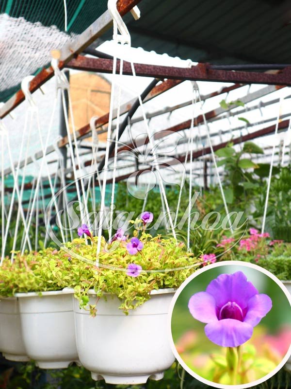 Cây Tố Liên Hoa Tím Chậu Treo