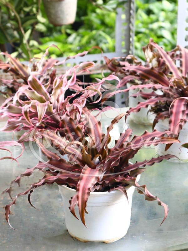 Cây Dứa Nâu