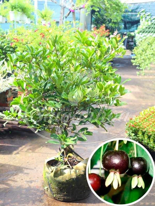 Cây Cherry Brazil
