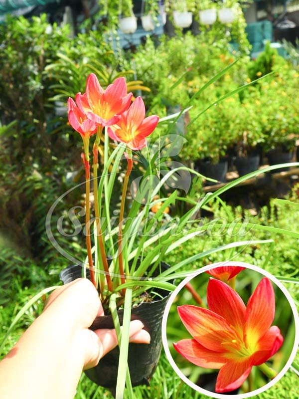 Cây Hẹ Cam