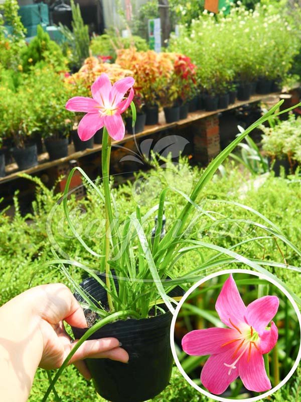 Cây Hẹ Hồng Hoa Lớn