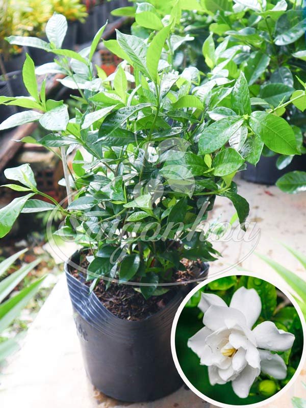 Cây Dành Dành Lá Nhỏ