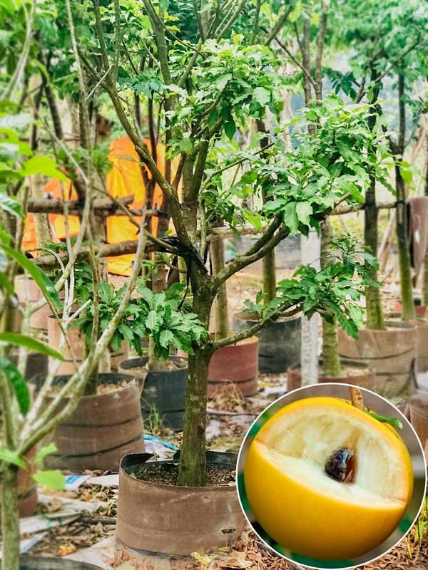 Cây Vú Sữa Hoàng Kim