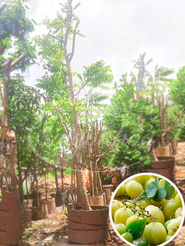 Cây Chùm Ruột