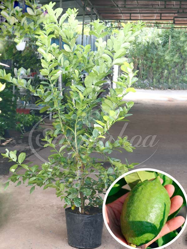 Cây Chanh Mỹ Sân Vườn