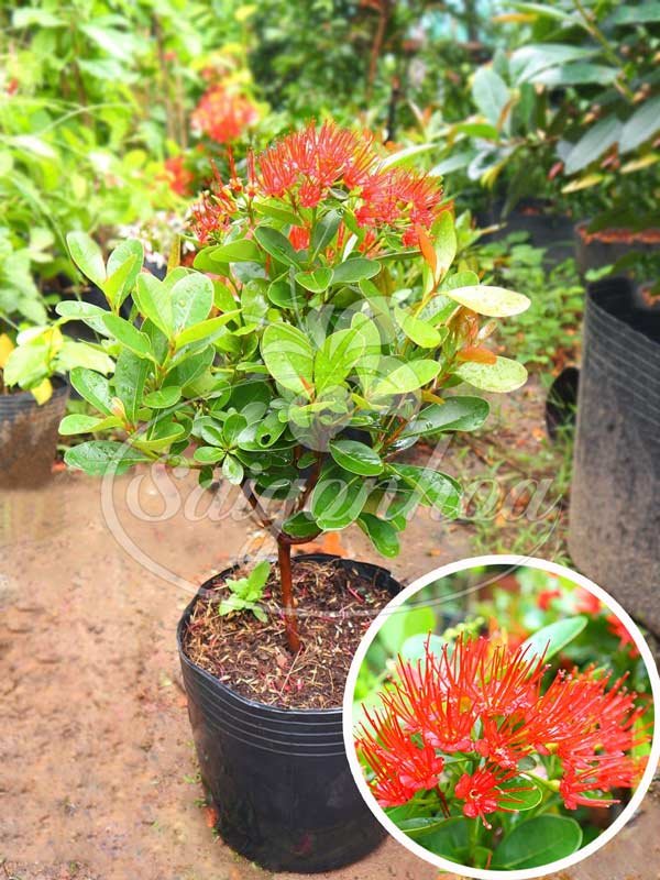 Cây Mai Thái Đỏ Sân Vườn