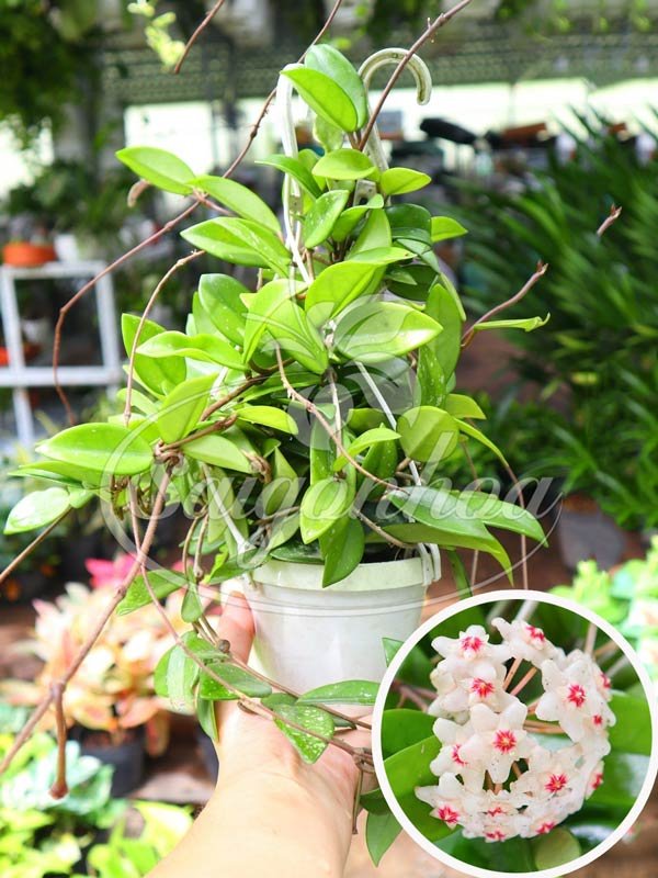 Lan Cẩm Cù Mini Chậu Treo