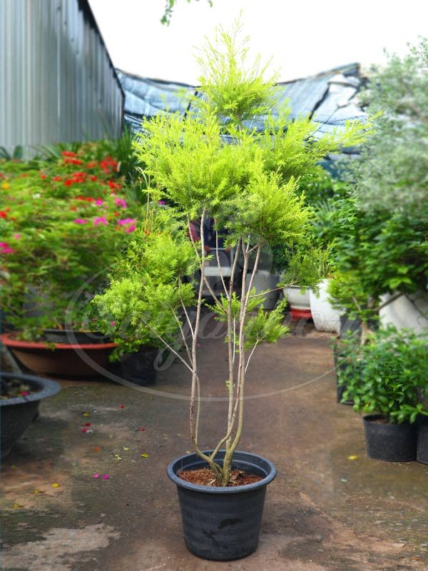Cây Liễu Hoàng Kim Tầng