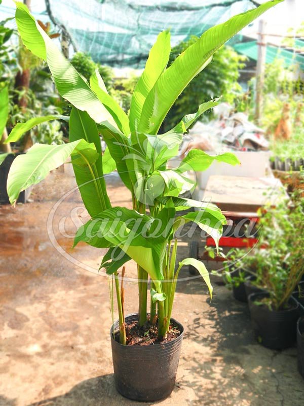 Cây Chuối Đuôi Cá Đứng