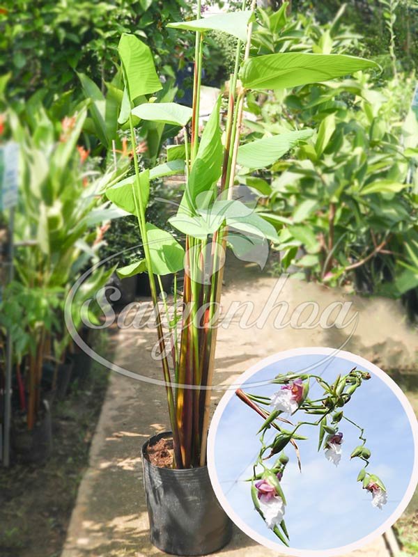 Cây Chuối Hồng Hạc