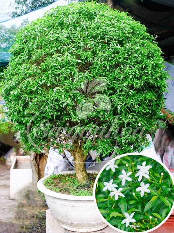 Chậu Mai Vạn Phúc Côn Tròn Đại