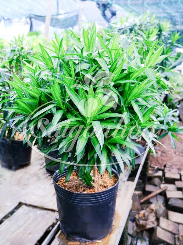 Trúc Bách Hợp
