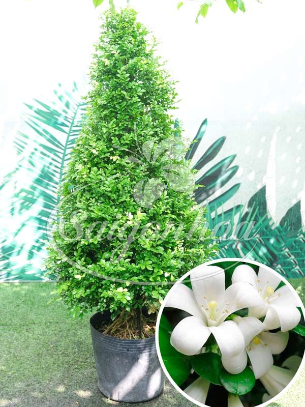 Cây Nguyệt Quế Lá Nhỏ Tán Thông