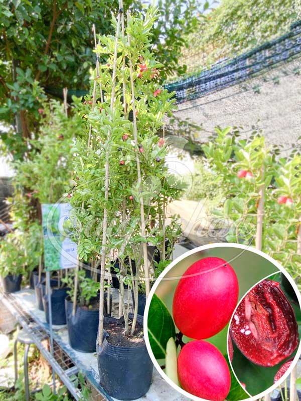 Cây Si Rô Sân Vườn