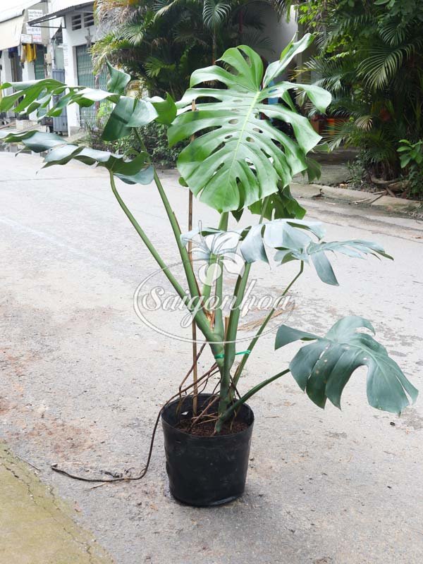 Cây Trầu Bà Lá Xẻ Bigsize