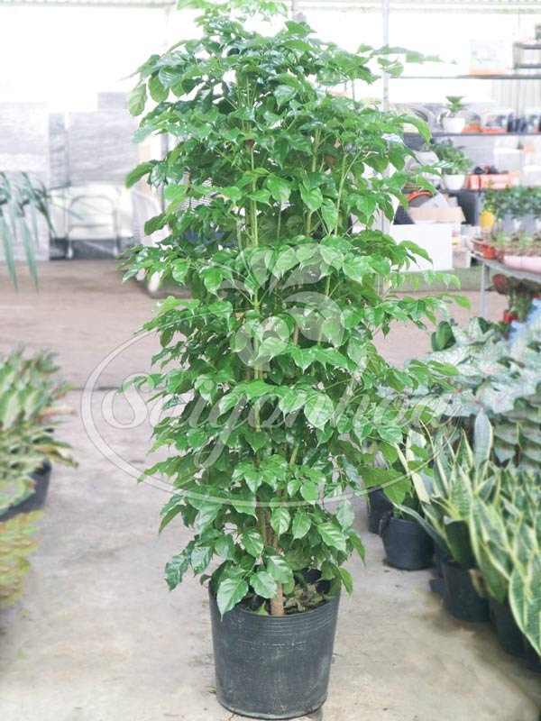 Cây Hạnh Phúc Size Lớn