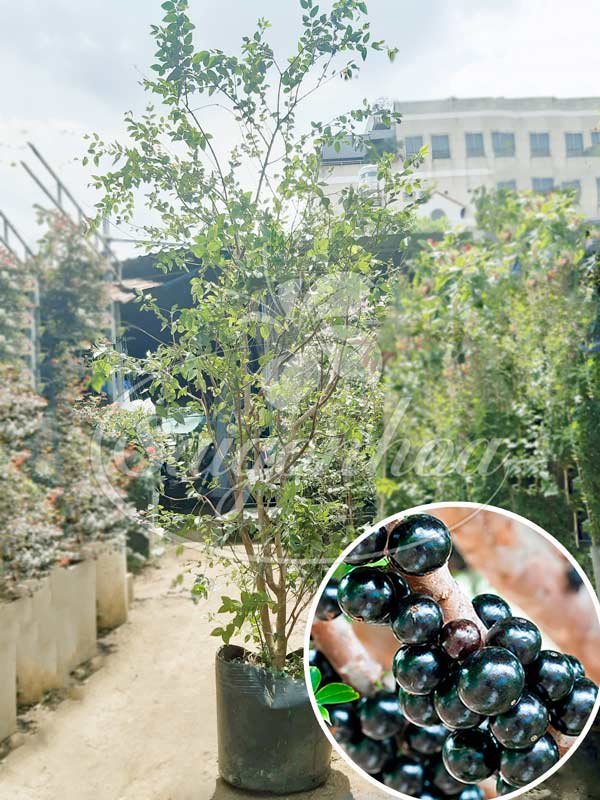 Nho Thân Gỗ