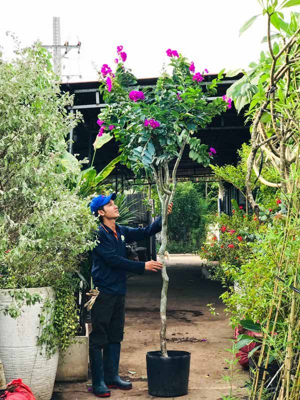 Cây Hoa Bằng Lăng Thái