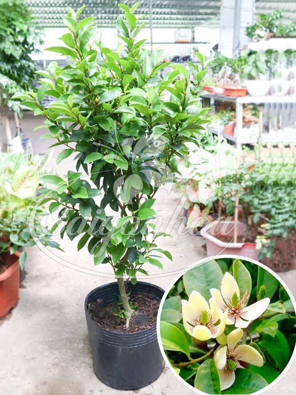 Cây Hàm Tiếu