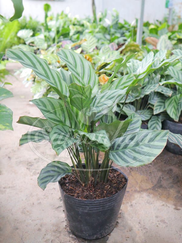 Cây Đuôi Công Xanh Sọc