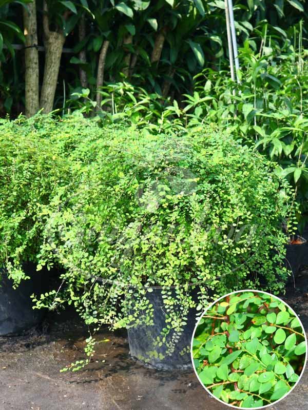 Cây Sơn Liễu Lá Tròn