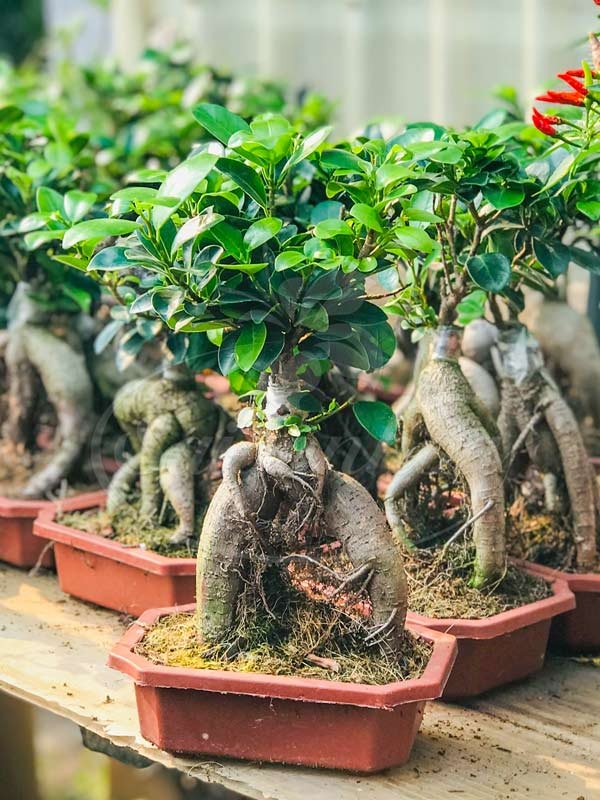 Cây Si Bonsai Nhỏ
