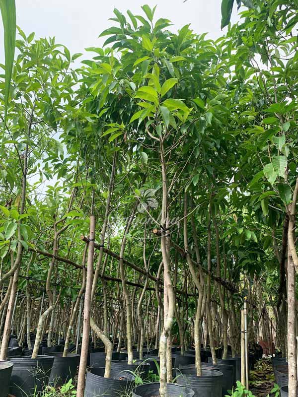 Cây Hoa Ngọc Lan
