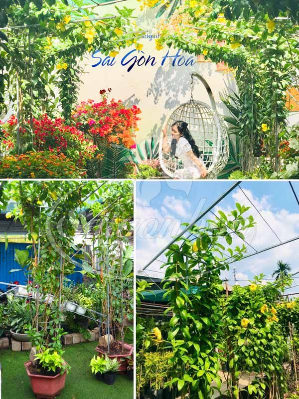 Giàn Hoa Huỳnh Anh Vàng Leo