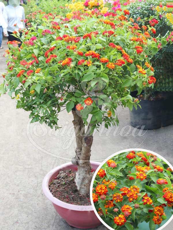Chậu Cây Ngũ Sắc Bonsai