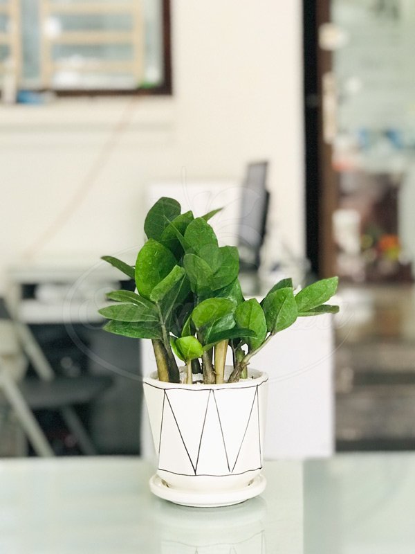 Chậu Kim Tiền Mini