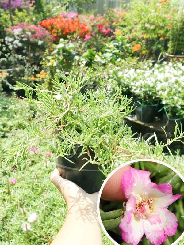 Cây Mười Giờ Thái Giống Mới