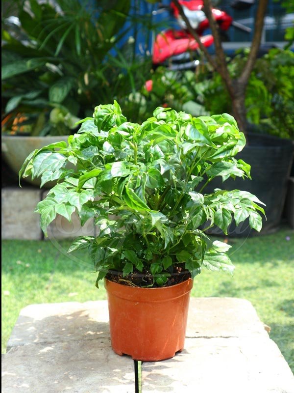 Cây Hạnh Phúc Để Bàn