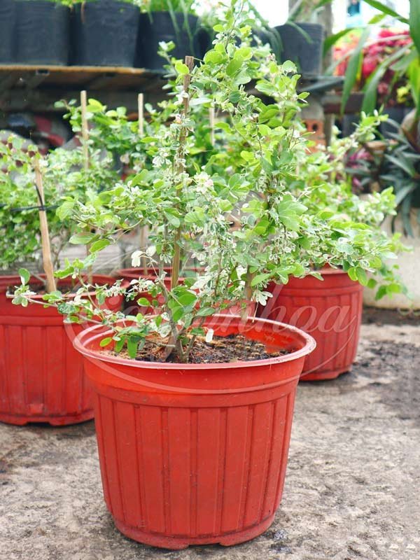 Cây Me Keo Cẩm Thạch