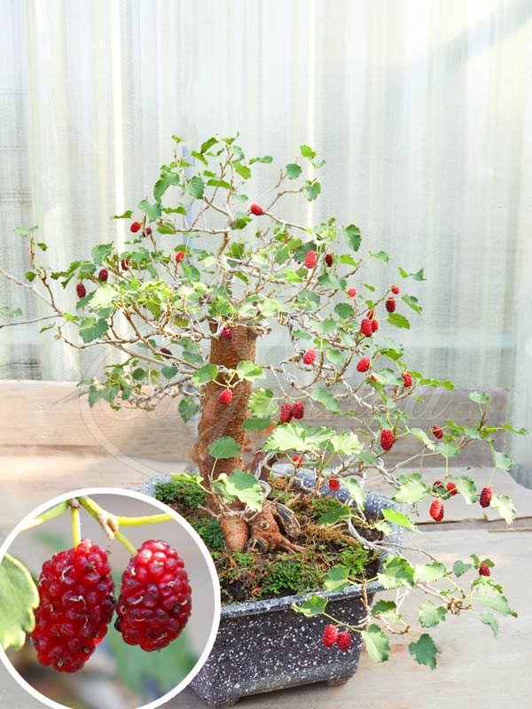 Chậu Cây Dâu Tằm Bonsai