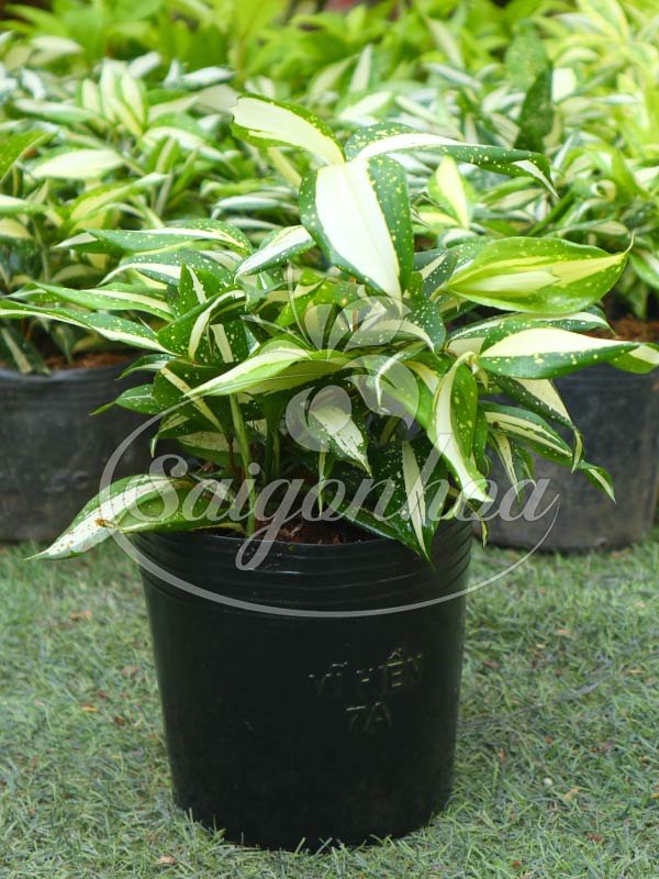 Cây Trúc Phú Quý Sọc