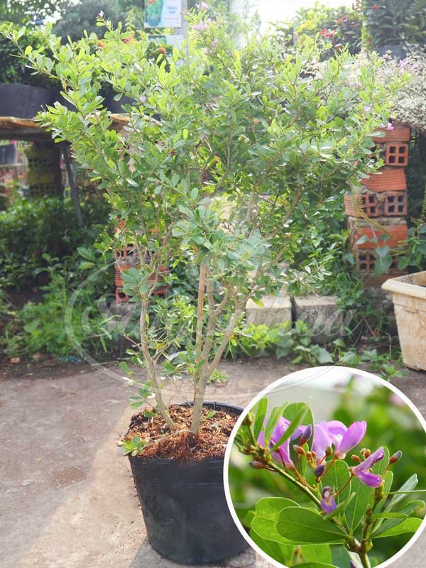 Cây Linh Sam Lá Lớn