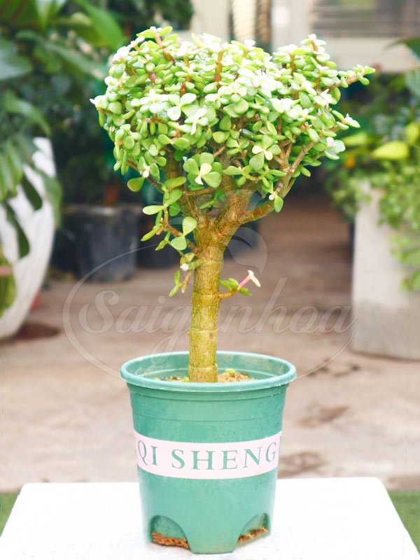 Cây Đô La Xanh 1 Cốt
