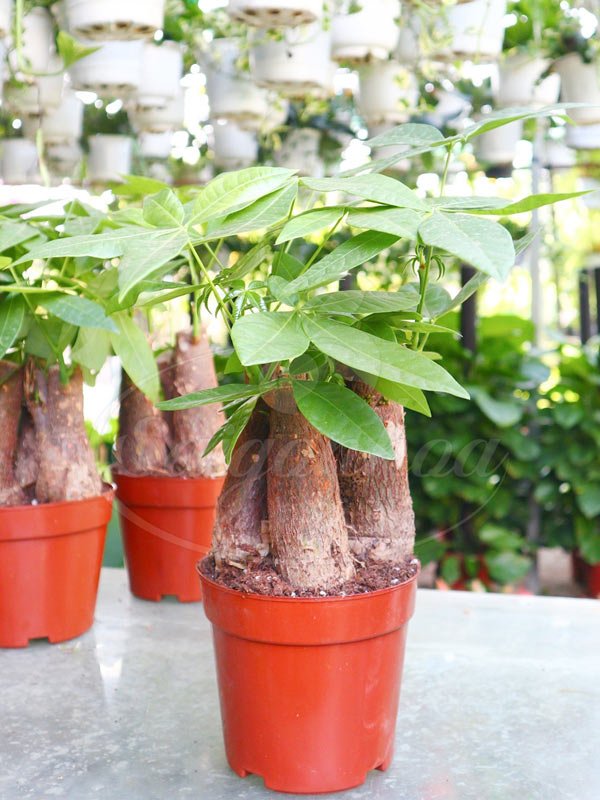 Cây Kim Ngân 3 Củ Lớn