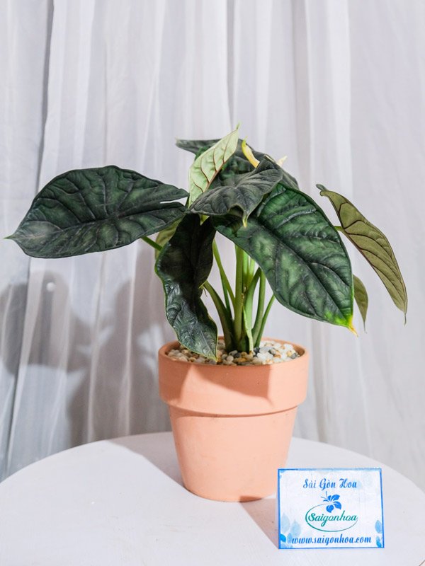 Chậu Cây Môn Rồng Xanh