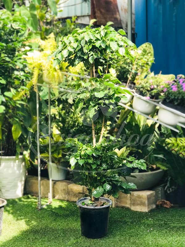 Cây Hạnh Phúc 3 Ngọn