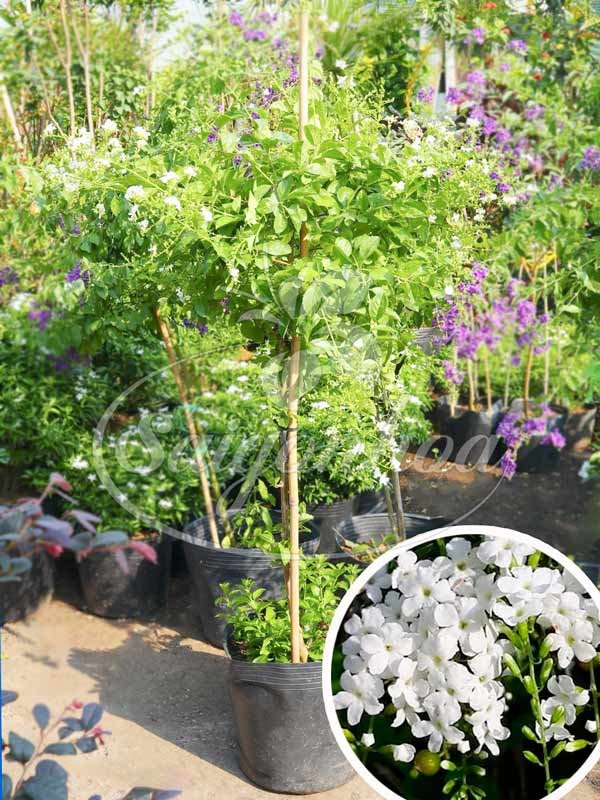 Cây Chuỗi Ngọc Hoa Trắng 1 Cốt