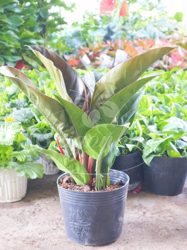 Cây Trầu Bà Đế Vương Nâu